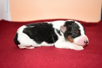 Benny, a male Wire Fox Terrier for sale in Draper, VA – Photo 7 of 10