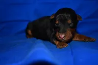 Spice, a male Welsh Terrier for sale in Draper, VA – 2 of 10