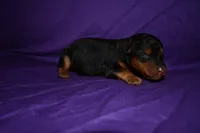 Nutmeg, a female Welsh Terrier for sale in Draper, VA – 4 of 8