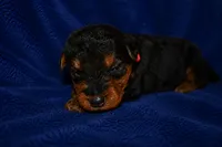 Firecracker, a male Welsh Terrier for sale in Draper, VA – 6 of 7
