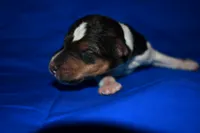 Wilbur, a male Wire Fox Terrier for sale in Draper, VA – 3 of 7