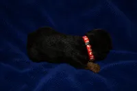 Firecracker, a male Welsh Terrier for sale in Draper, VA – 7 of 7