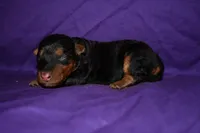 Hazelnut, a female Welsh Terrier for sale in Draper, VA – 4 of 8