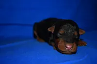 Crisp, a male Welsh Terrier for sale in Draper, VA – 2 of 10