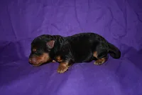 Pumpkin, a female Welsh Terrier for sale in Draper, VA – 7 of 10