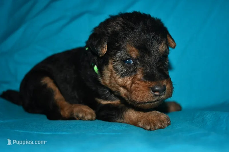 Patriot – Welsh Terrier puppy for sale in Draper, VA