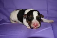 Sunflower, a male Wire Fox Terrier for sale in Draper, VA – 8 of 9