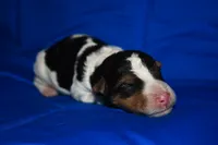 Brewster, a male Wire Fox Terrier for sale in Draper, VA – 2 of 6
