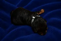 Tribute, a male Welsh Terrier for sale in Draper, VA – 7 of 7