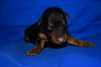 Spice, a male Welsh Terrier for sale in Draper, VA – 8 of 10