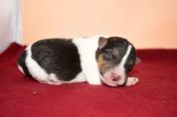 Tucker, a male Wire Fox Terrier for sale in Draper, VA – Photo 7 of 8