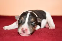 Tucker, a male Wire Fox Terrier for sale in Draper, VA – Photo 3 of 8