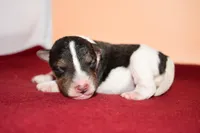 Tucker, a male Wire Fox Terrier for sale in Draper, VA – Photo 2 of 8