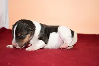 Tucker, a male Wire Fox Terrier for sale in Draper, VA – Photo 5 of 8