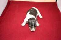 Tucker, a male Wire Fox Terrier for sale in Draper, VA – Photo 8 of 8