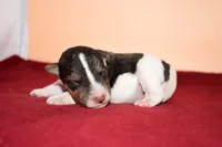 Tucker, a male Wire Fox Terrier for sale in Draper, VA – Photo 1 of 8