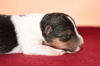 Tucker, a male Wire Fox Terrier for sale in Draper, VA – Photo 4 of 8