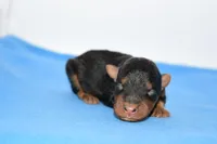 Jaxter, a male Welsh Terrier for sale in Draper, VA – Photo 9 of 10