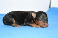 Jaxter, a male Welsh Terrier for sale in Draper, VA – Photo 1 of 10