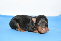 Jaxter, a male Welsh Terrier for sale in Draper, VA – Photo 7 of 10