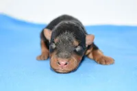 Jaxter, a male Welsh Terrier for sale in Draper, VA – Photo 8 of 10