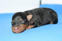 Jaxter, a male Welsh Terrier for sale in Draper, VA – Photo 3 of 10