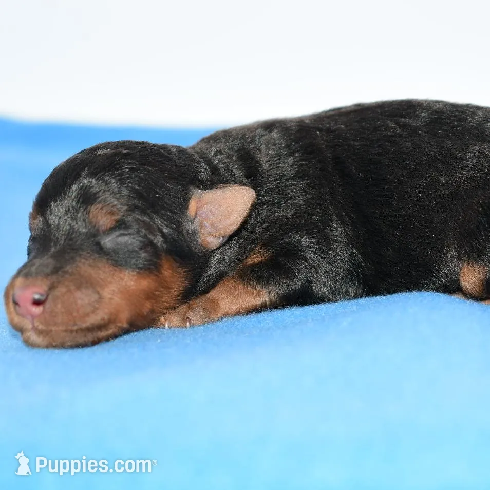 Jaxter, a male Welsh Terrier for sale in Draper, VA – Photo 10 of 10