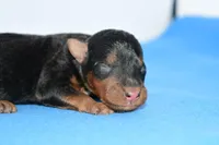 Jaxter, a male Welsh Terrier for sale in Draper, VA – Photo 4 of 10