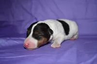 Tundra, a female Wire Fox Terrier for sale in Draper, VA – 8 of 10