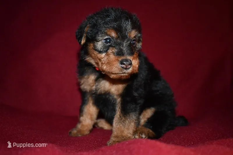Firecracker – Welsh Terrier puppy for sale in Draper, VA