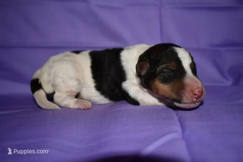 Sunflower – Wire Fox Terrier puppy for sale in Draper, VA