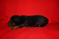 Cedar, a female Welsh Terrier for sale in Draper, VA – 3 of 9