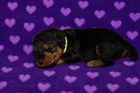 Liberty, a female Welsh Terrier for sale in Draper, VA – 2 of 7