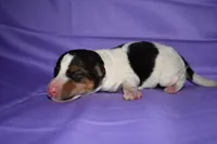 Charlotte, a male Wire Fox Terrier for sale in Draper, VA – 8 of 9