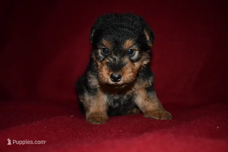 Commander – Welsh Terrier puppy for sale in Draper, VA