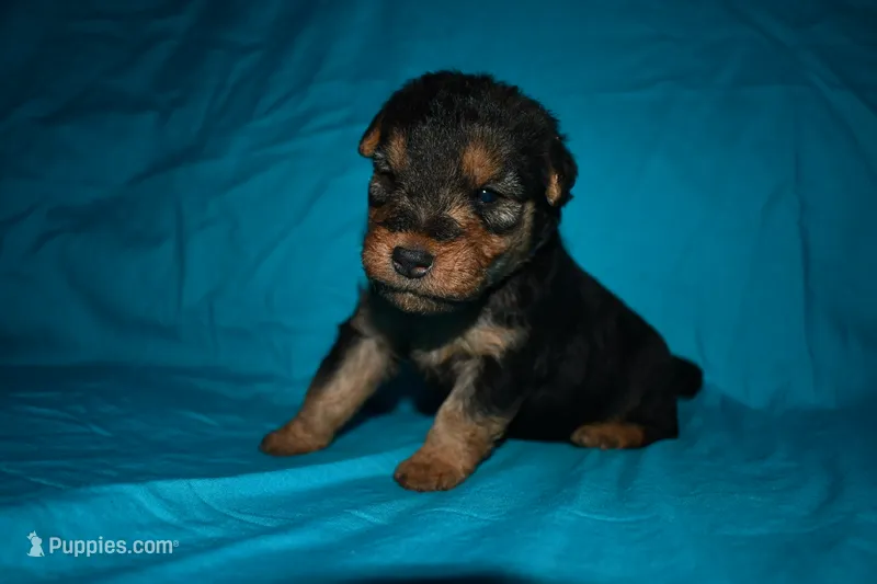 Commander – Welsh Terrier puppy for sale in Draper, VA