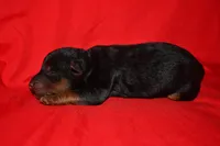 Cedar, a female Welsh Terrier for sale in Draper, VA – 4 of 9