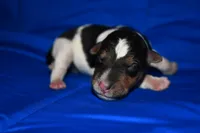 Wilbur, a male Wire Fox Terrier for sale in Draper, VA – 5 of 7
