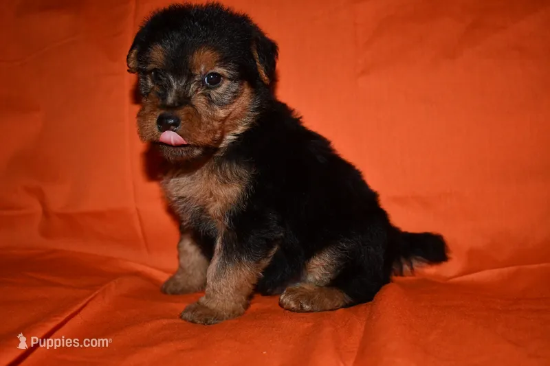 Patriot – Welsh Terrier puppy for sale in Draper, VA