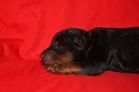 Cedar, a female Welsh Terrier for sale in Draper, VA – 2 of 9