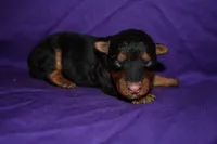 Hazelnut, a female Welsh Terrier for sale in Draper, VA – 2 of 8