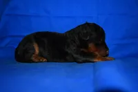 Crisp, a male Welsh Terrier for sale in Draper, VA – 6 of 10