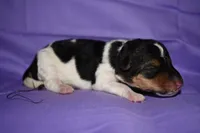 Daisy , a male Wire Fox Terrier for sale in Draper, VA – 5 of 7