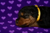 Liberty, a female Welsh Terrier for sale in Draper, VA – 5 of 7