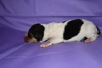 Charlotte, a male Wire Fox Terrier for sale in Draper, VA – 4 of 9