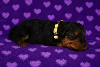 Liberty, a female Welsh Terrier for sale in Draper, VA – 4 of 7