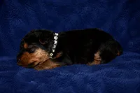 Commander, a male Welsh Terrier for sale in Draper, VA – 2 of 6