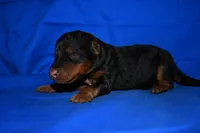 Crisp, a male Welsh Terrier for sale in Draper, VA – 5 of 10