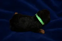 Patriot, a male Welsh Terrier for sale in Draper, VA – 6 of 6