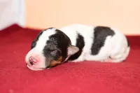 Boomer, a male Wire Fox Terrier for sale in Draper, VA – Photo 8 of 10